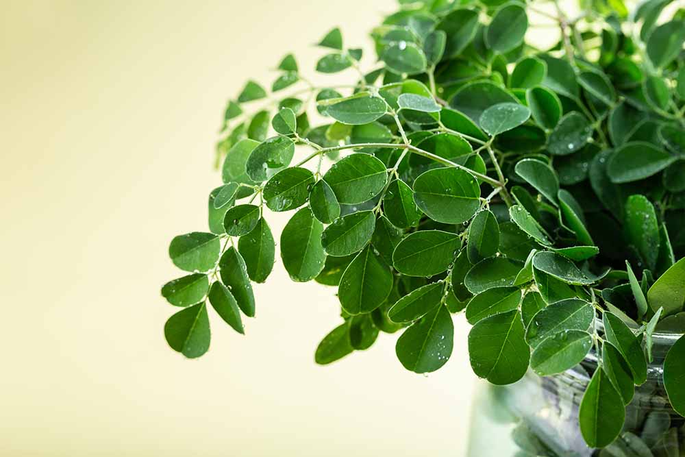 Moringa